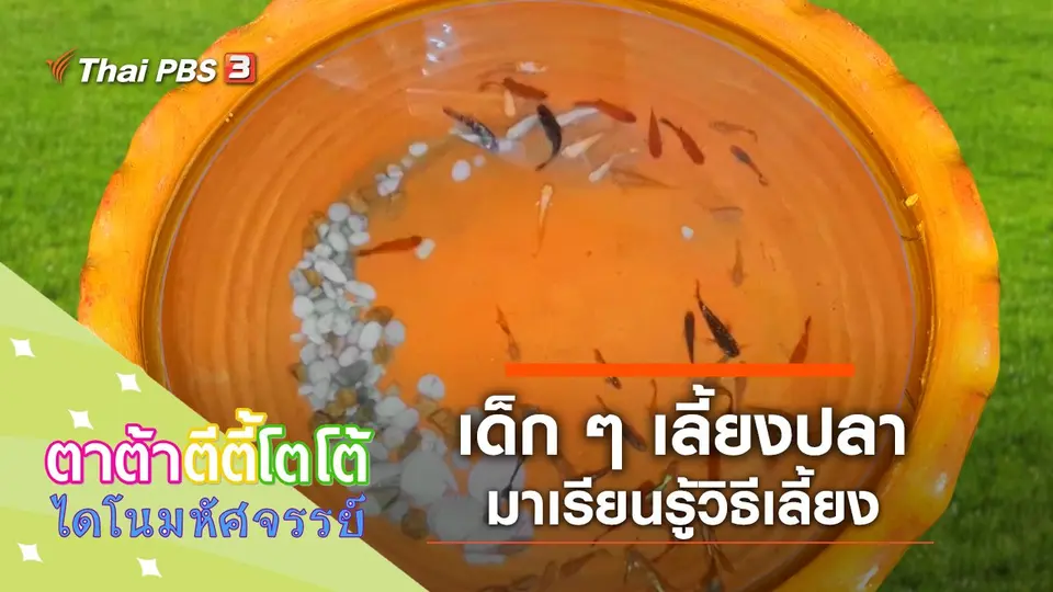 เด็ก ๆ เลี้ยงปลา