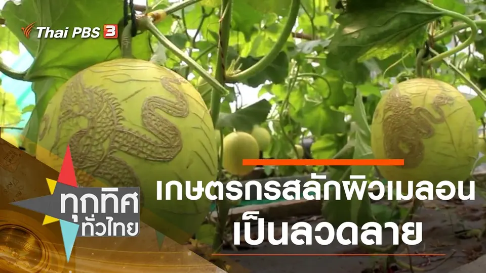 เกษตรกรสลักผิวเมลอนเป็นลวดลาย