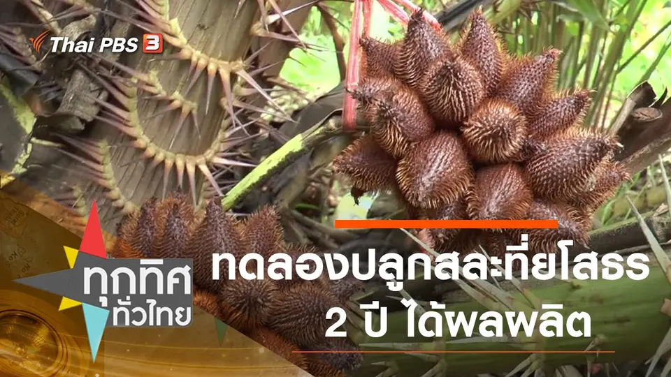 ทดลองปลูกสละ 2 ปี ได้ผลผลิต จ.ยโสธร