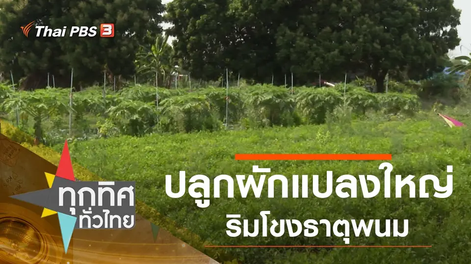 ปลูกผักแปลงใหญ่ริมโขงธาตุพนม