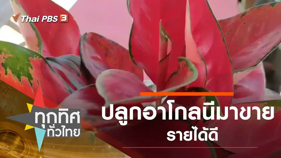 ปลูกอาโกลนีมาขายรายได้ดี