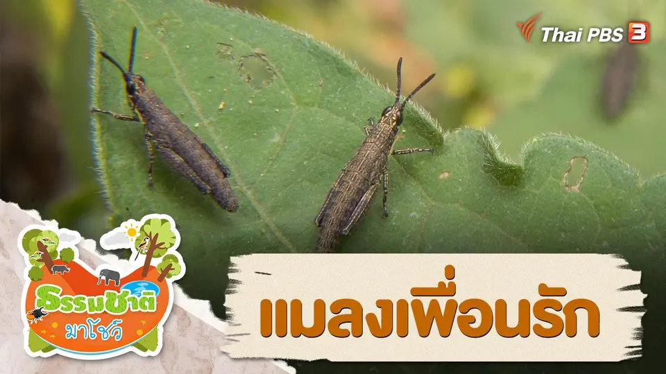 แมลงเพื่อนรัก