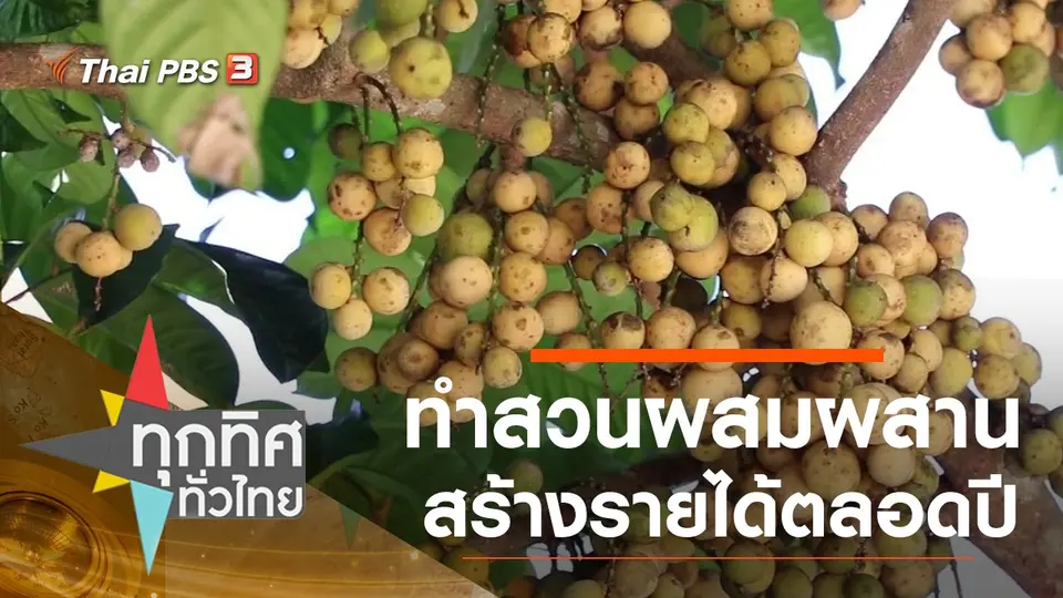 ทำสวนผสมผสานสร้างรายได้ตลอดปี
