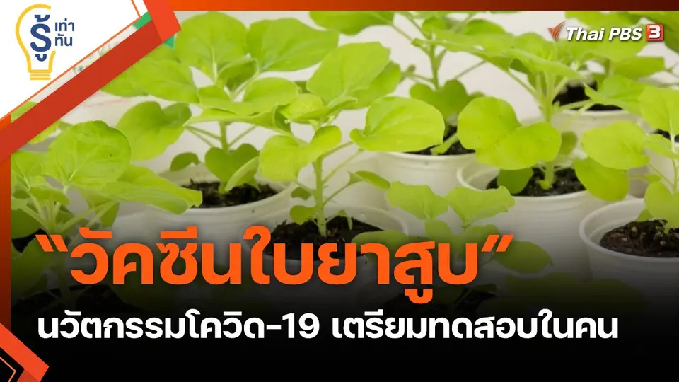 “วัคซีนใบยาสูบ” นวัตกรรมโควิด-19 เตรียมทดสอบในคน