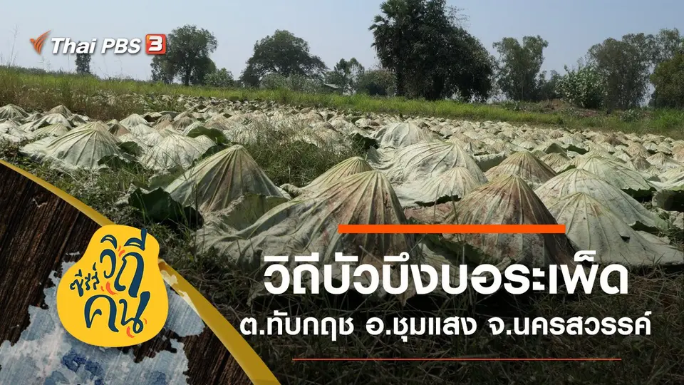 ซีรีส์วิถีคน