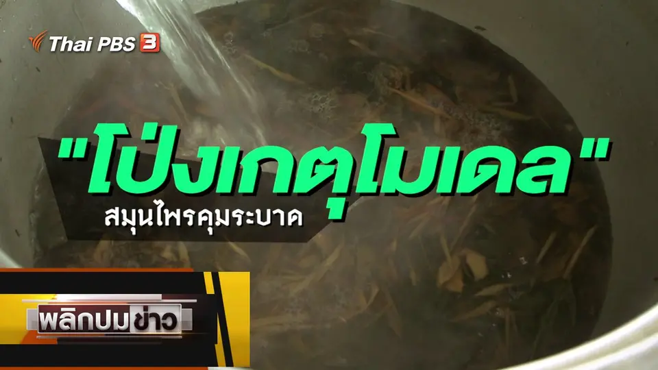 โป่งเกตุโมเดล สมุนไพรคุมระบาด