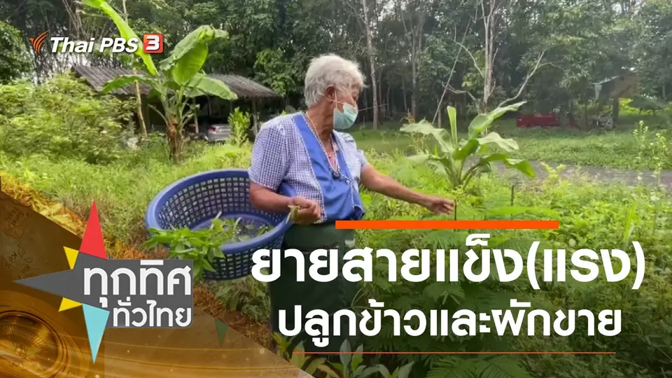 ยายสายแข็ง(แรง) ปลูกข้าวและผักขาย จ.ตรัง