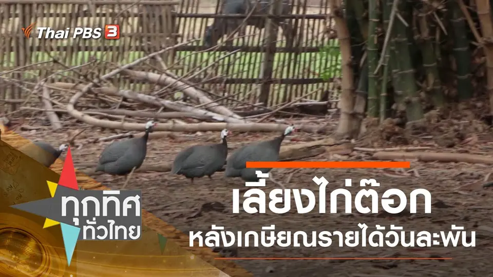 เลี้ยงไก่ต๊อกหลังเกษียณรายได้วันละพัน