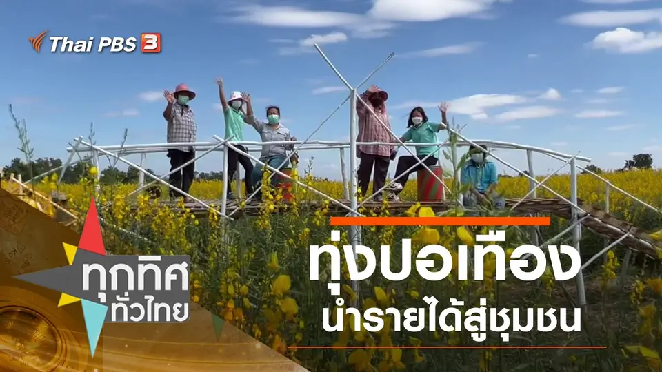 ทุ่งปอเทืองนำรายได้สู่ชุมชน