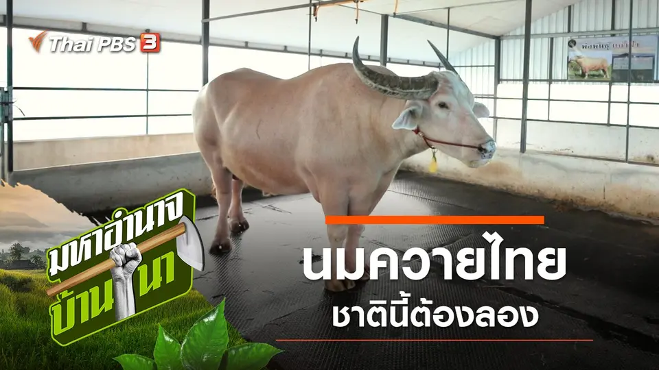 มหาอำนาจบ้านนา