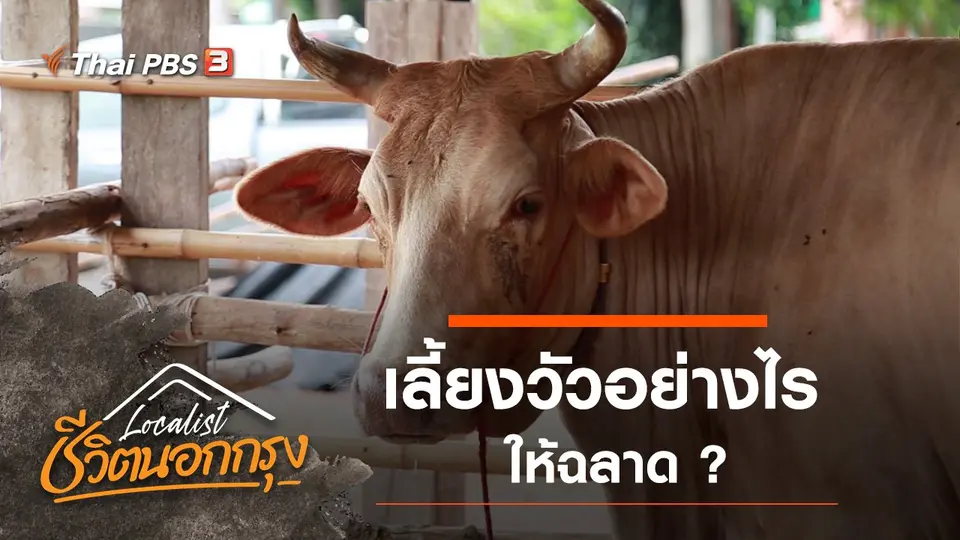 เลี้ยงวัวอย่างไรให้ฉลาด ?