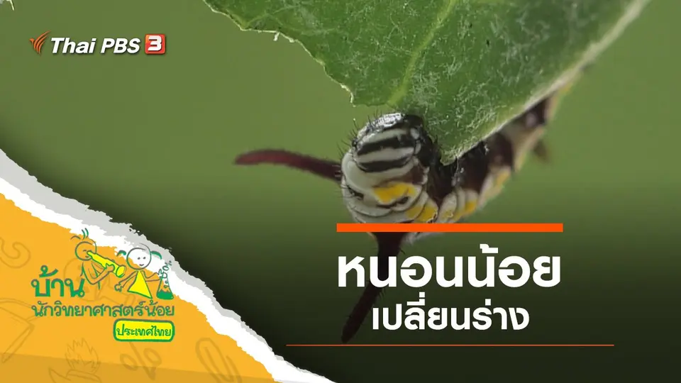 หนอนน้อยเปลี่ยนร่าง