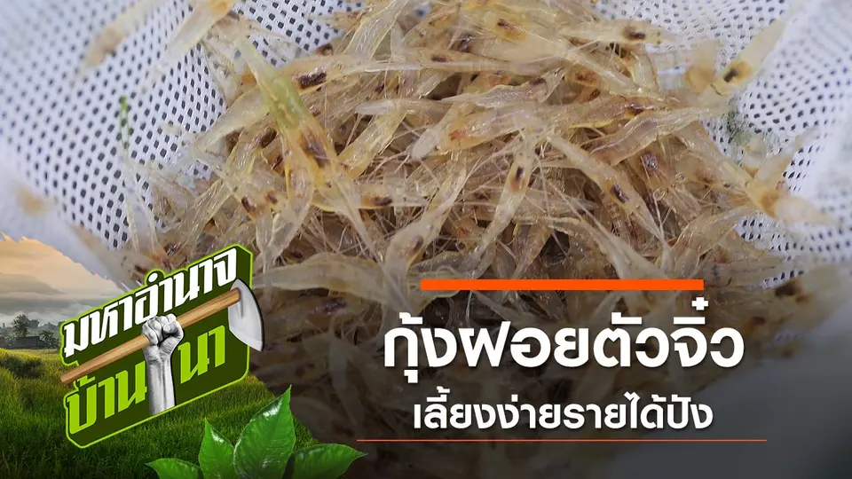มหาอำนาจบ้านนา
