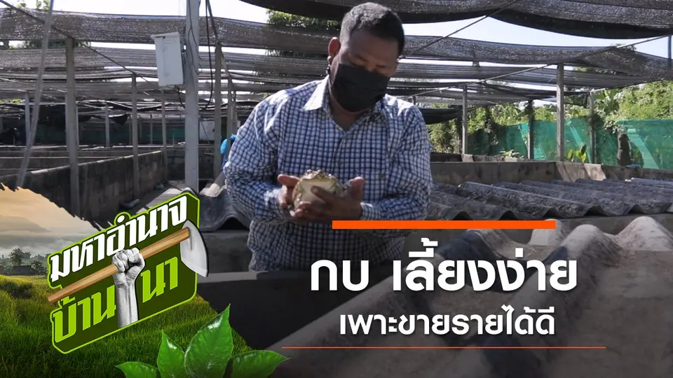 กบ เลี้ยงง่าย เพาะขายรายได้ดี