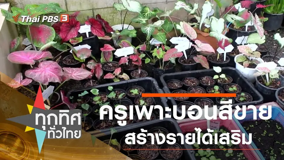 ครูเพาะบอนสีขายสร้างรายได้เสริม