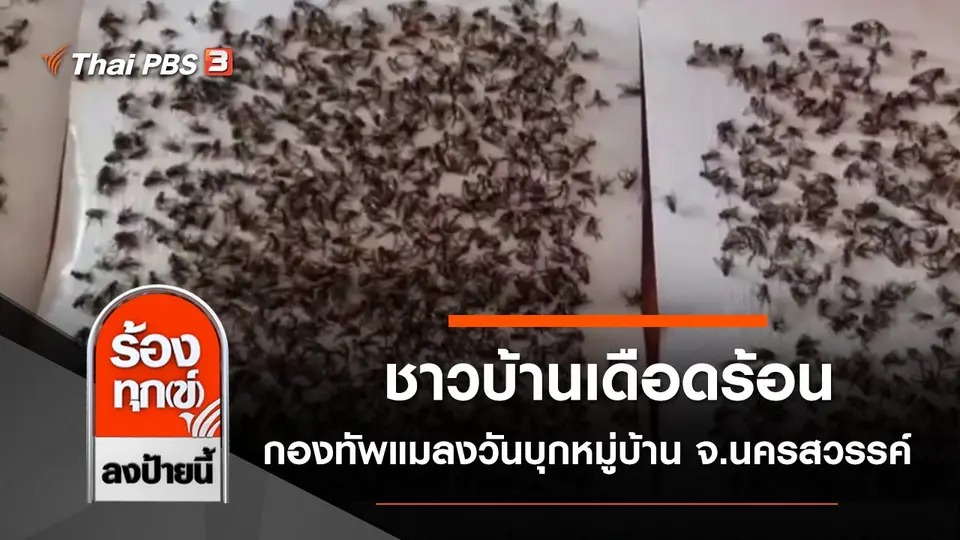 ชาวบ้านเดือดร้อน กองทัพแมลงวันบุกหมู่บ้าน จ.นครสวรรค์