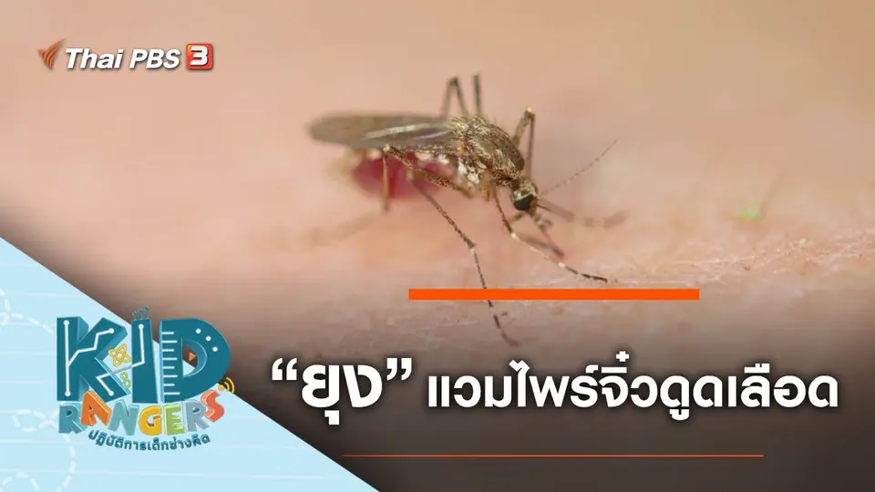 "ยุง" แวมไพร์จิ๋วดูดเลือด​