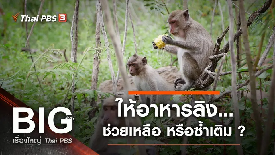 ให้อาหารลิง...ช่วยเหลือ หรือซ้ำเติม ?
