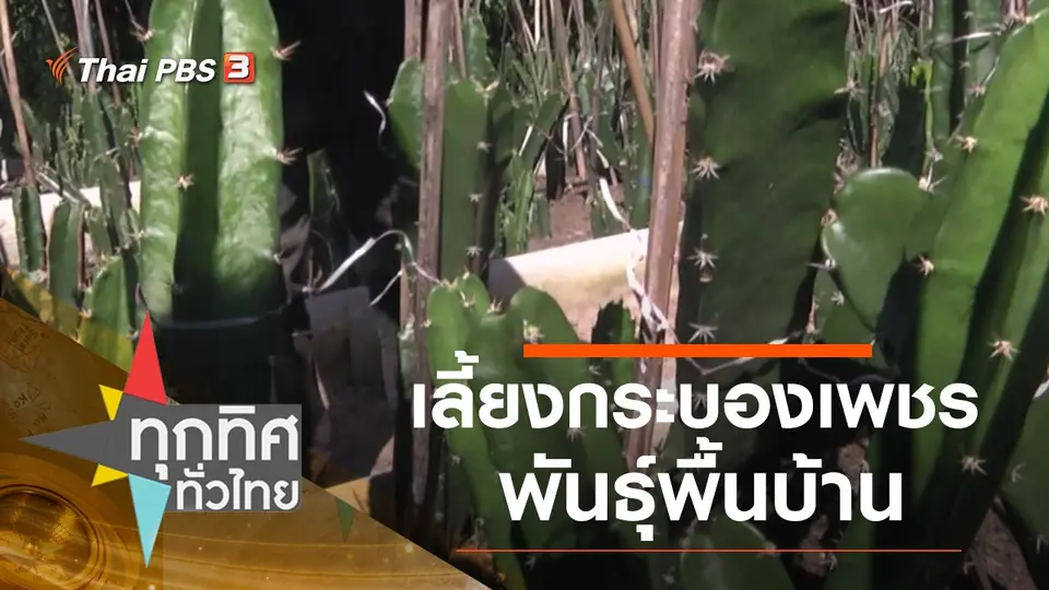 เลี้ยงกระบองเพชรพันธุ์พื้นบ้าน