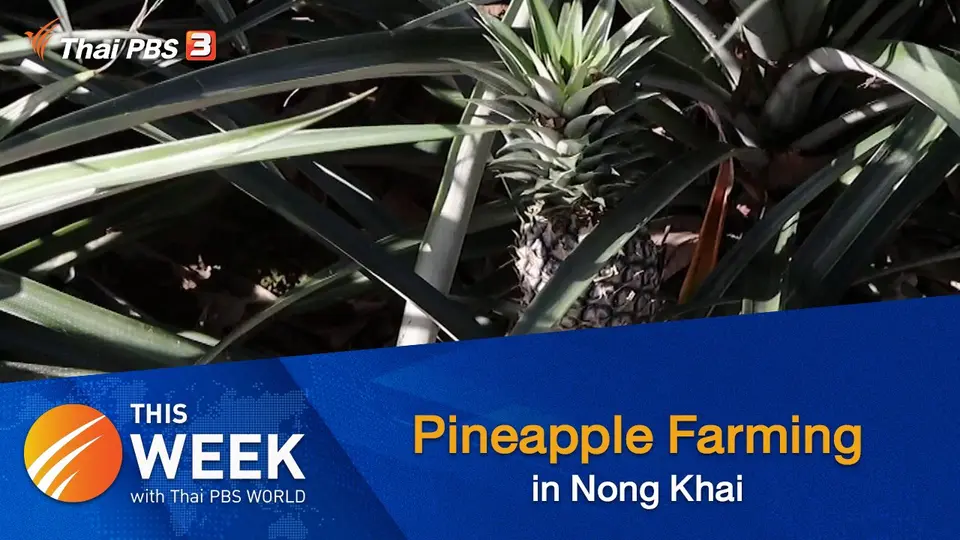 Pineapple Farming in Nong Khai