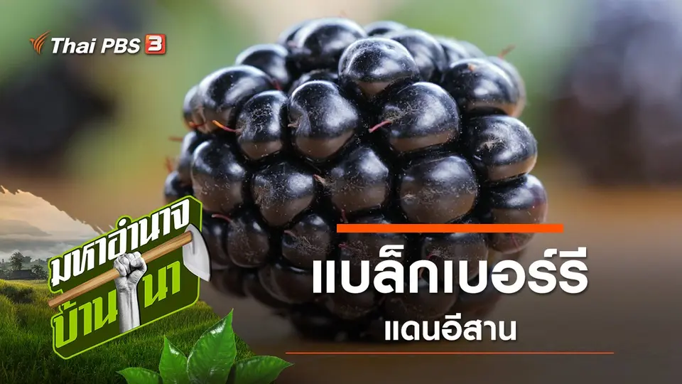 มหาอำนาจบ้านนา