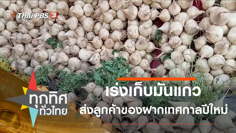 เร่งเก็บมันแกวส่งลูกค้าของฝากเทศกาลปีใหม่ จ.มหาสารคาม