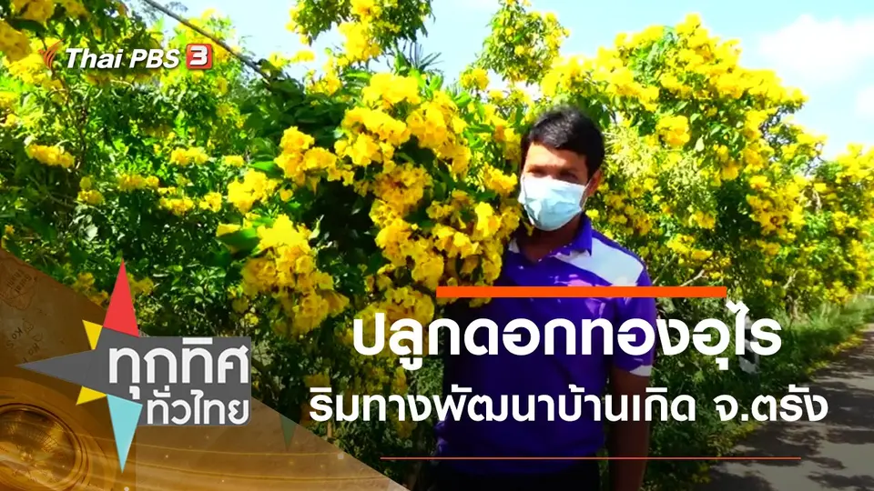ปลูกดอกทองอุไรริมทางพัฒนาบ้านเกิด จ.ตรัง