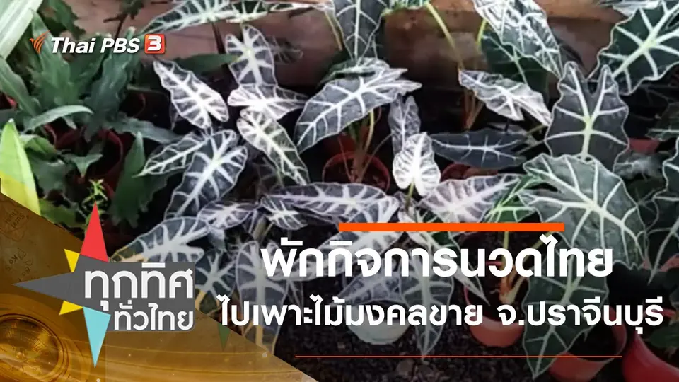 พักกิจการนวดไทยไปเพาะไม้มงคลขาย จ.ปราจีนบุรี