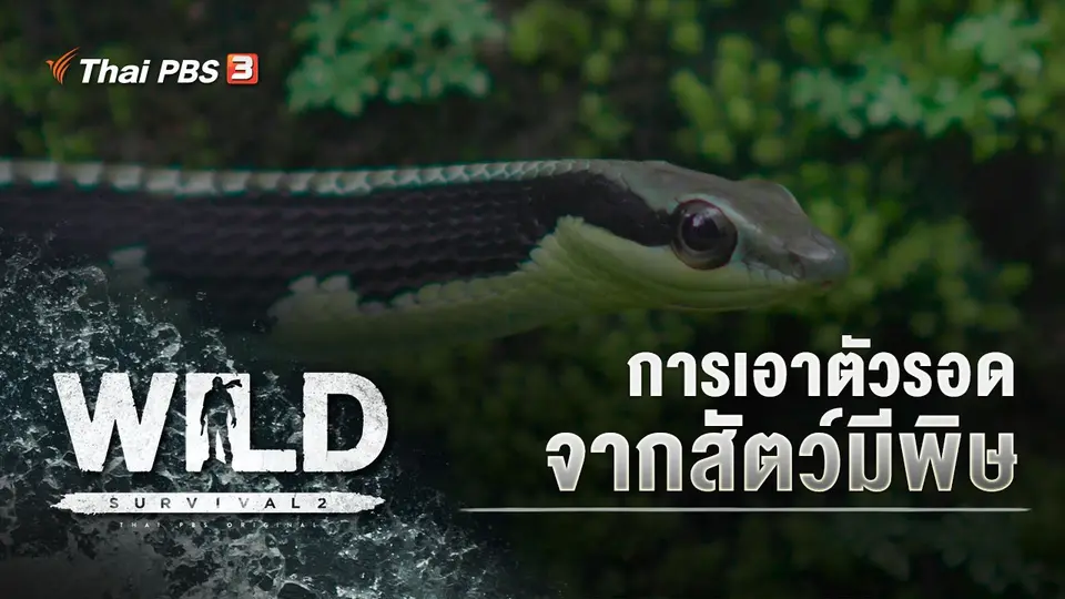 WILD SURVIVAL