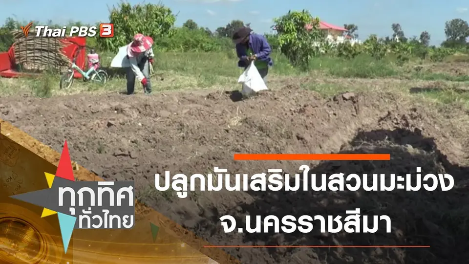 ปลูกมันเสริมในสวนมะม่วง จ.นครราชสีมา