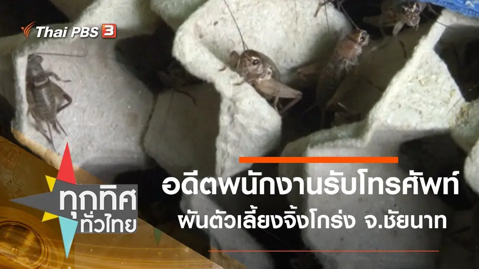 อดีตพนักงานรับโทรศัพท์ผันตัวเลี้ยงจิ้งโกร่ง จ.ชัยนาท