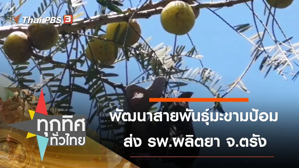 พัฒนาสายพันธุ์มะขามป้อมส่ง รพ.ผลิตยา จ.ตรัง