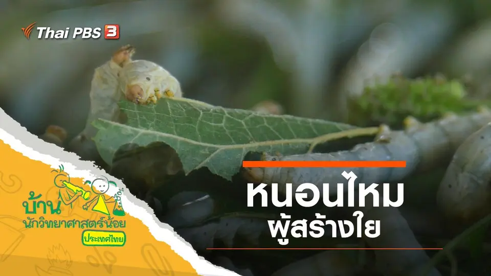 หนอนไหม ผู้สร้างใย