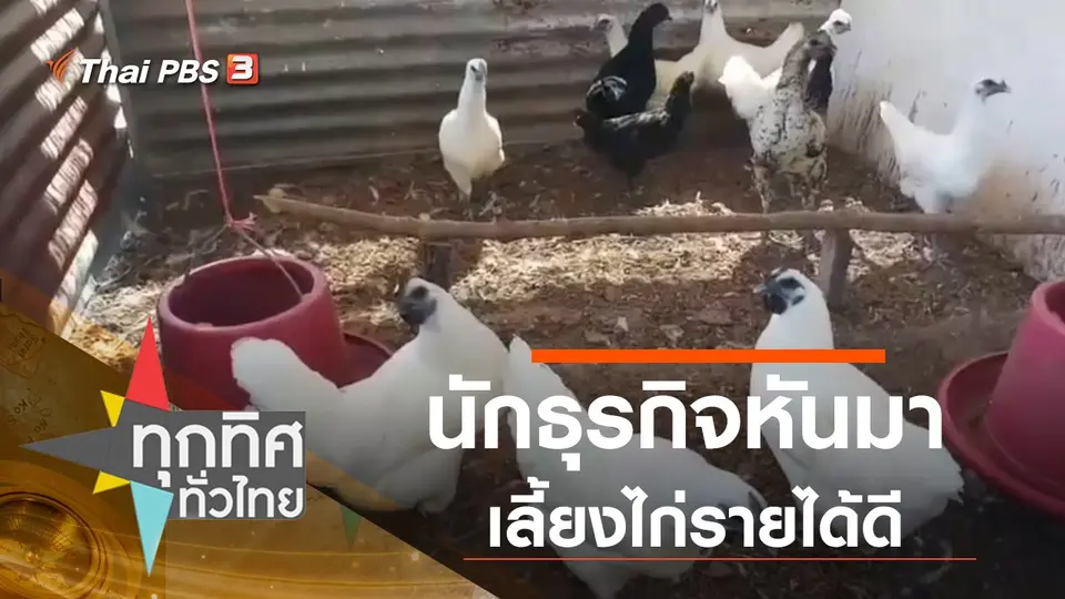 นักธุรกิจหันมาเลี้ยงไก่รายได้ดี