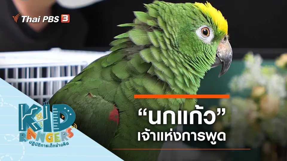 “​นกแก้ว”​ เจ้าแห่งการพูด
