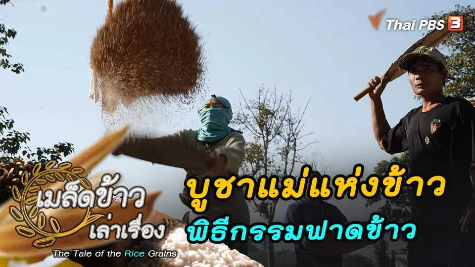เมล็ดข้าวเล่าเรื่อง