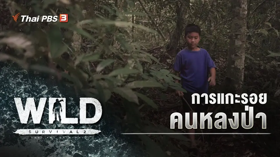 การแกะรอยคนหลงป่า
