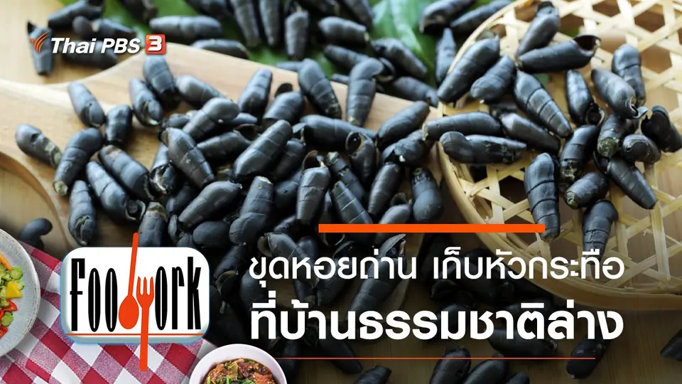 ขุดหอยถ่าน เก็บหัวกระทือ ที่บ้านธรรมชาติล่าง