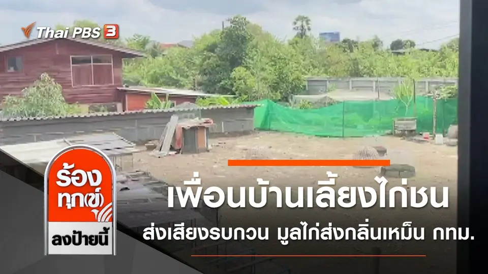 เพื่อนบ้านเลี้ยงไก่ชนส่งเสียงรบกวน มูลไก่ส่งกลิ่นเหม็น กทม.