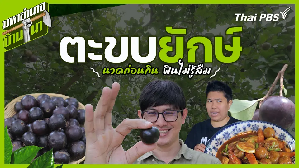 ตะขบยักษ์ นวดก่อนกิน ฟินไม่รู้ลืม