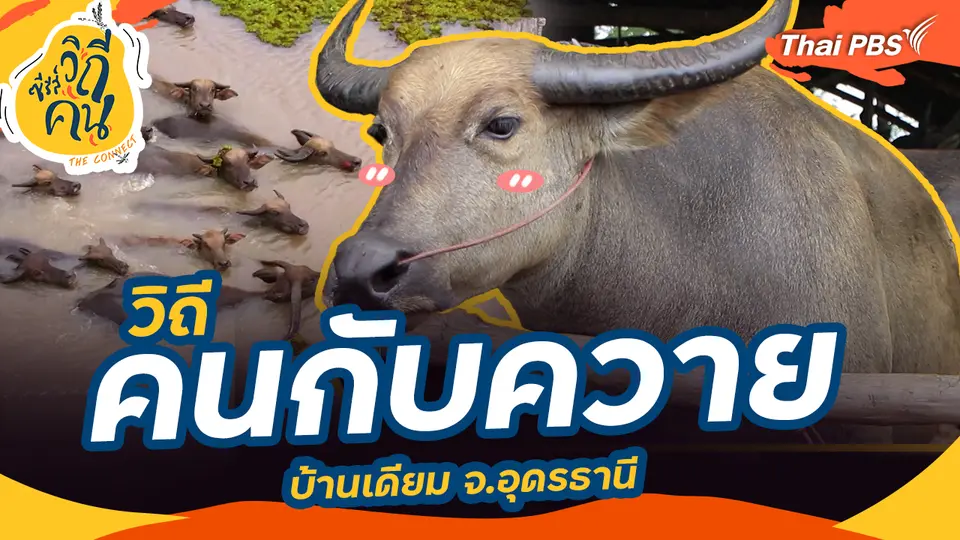 ช็อตเด็ด ซีรีส์วิถีคน : วิถีคนกับควาย บ้านเดียม จ.อุดรธานี