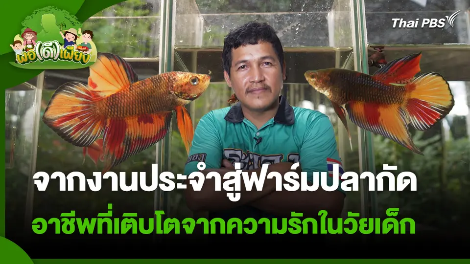 พอดีพอเพียง : จากงานประจำสู่ฟาร์มปลากัด อาชีพที่เติบโตจากความรักในวัยเด็ก
