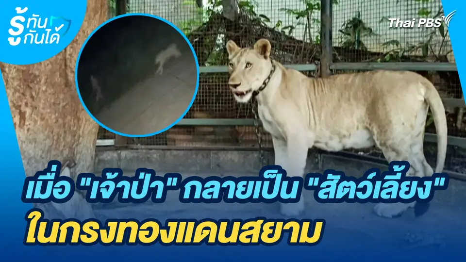 รู้ทันกันได้ : วิมานสิงโต: เมื่อ "เจ้าป่า" กลายเป็น "สัตว์เลี้ยง" ในกรงทองแดนสยาม