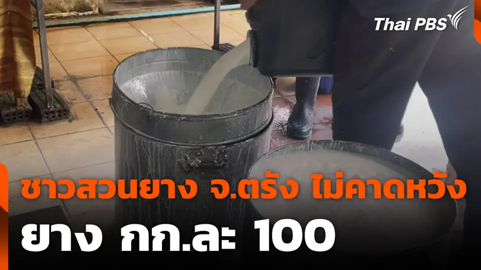 ชาวสวนยาง จ.ตรัง ไม่คาดหวังยาง กก.ละ 100