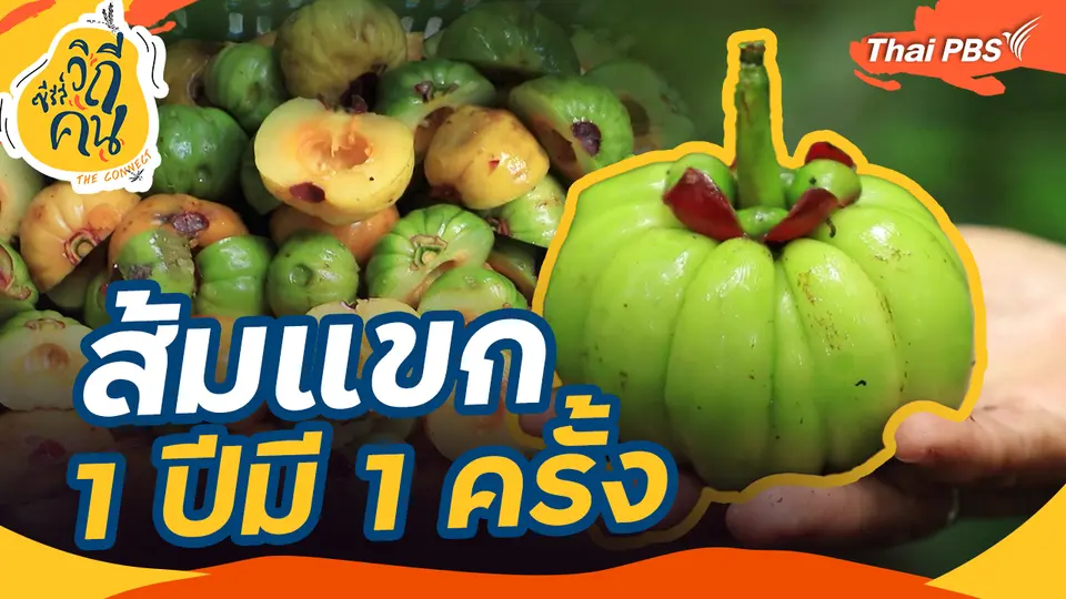 ส้มแขก 1 ปีมี 1 ครั้ง