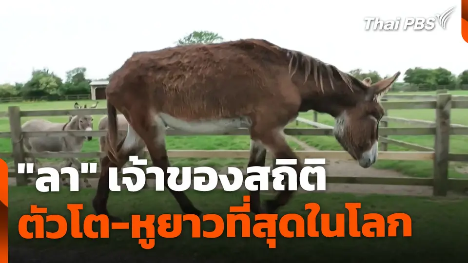"ลา" เจ้าของสถิติตัวโต-หูยาวที่สุดในโลก