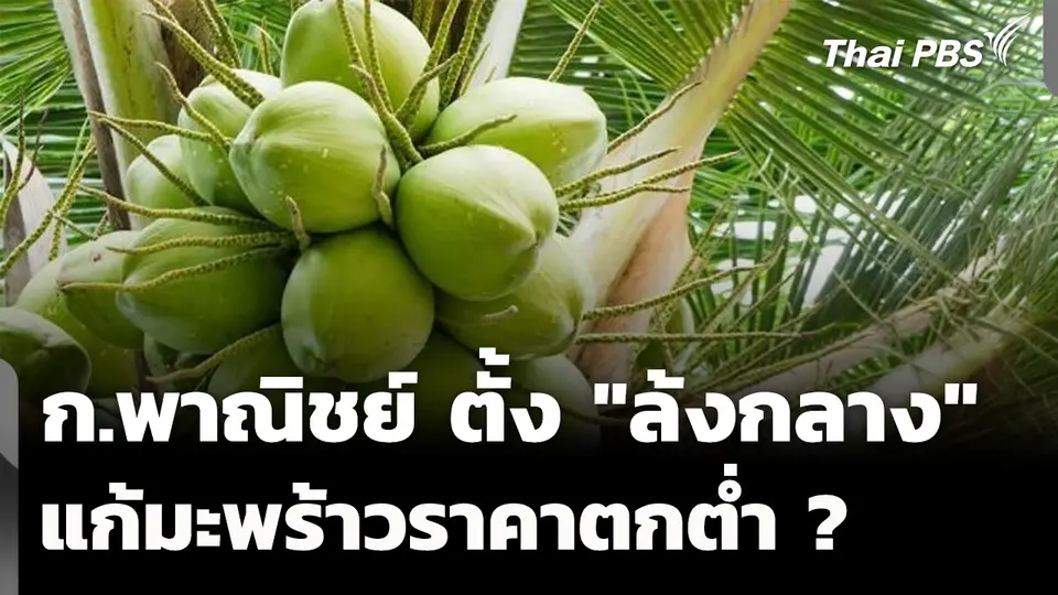 "ล้งกลาง" แก้ปัญหามะพร้าวราคาตกต่ำ ? 