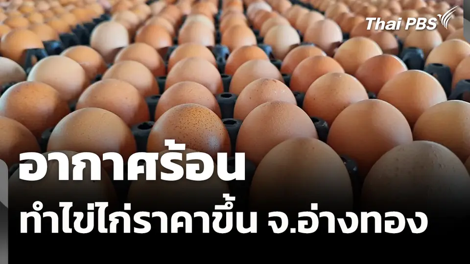 อากาศร้อนทำให้ไข่ไก่ราคาขึ้น จ.อ่างทอง