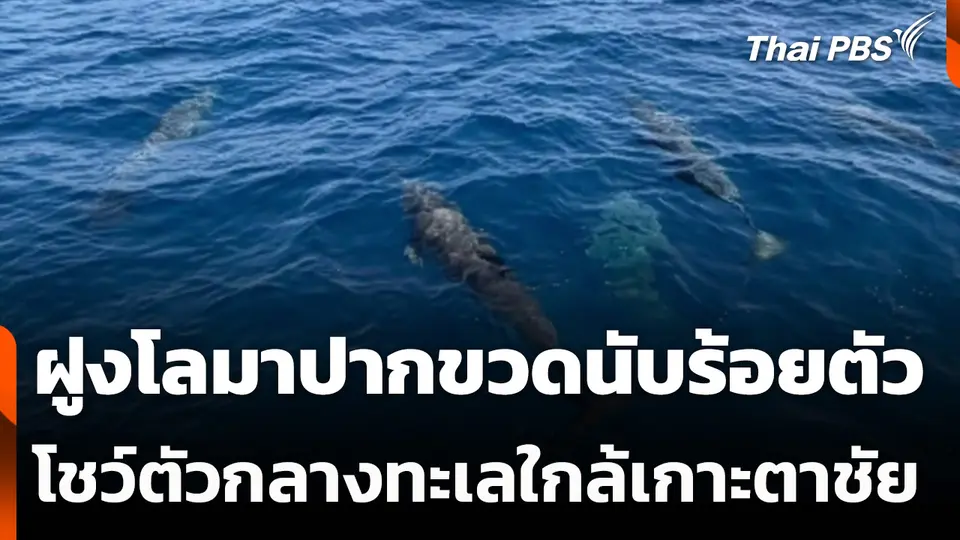 ฝูงโลมาปากขวดนับร้อยตัว โชว์ตัวกลางทะเลใกล้เกาะตาชัย