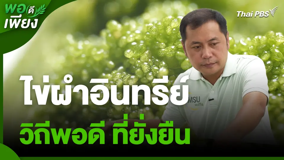 พอดีพอเพียง : ไข่ผำอินทรีย์ วิถีพอดี ที่ยั่งยืน